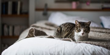 Tabby cat lying on bed