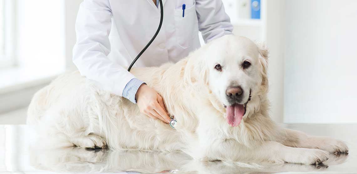 A white dog getting a check-up at the vet.