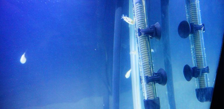 Thermometer submerged in water of fish tank.