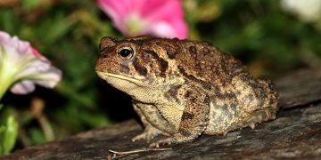 Toad with flowers in background