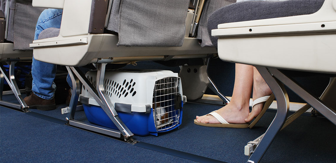 Small dog in carrier underneath seat on airplane