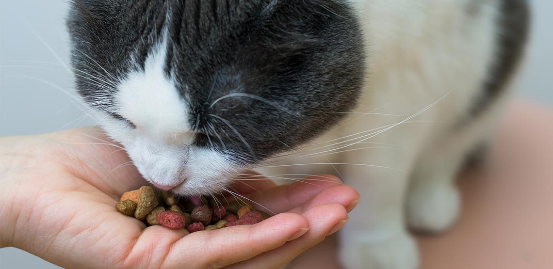 Cat eating treats from human's hand