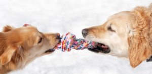 Two dogs tugging on rope