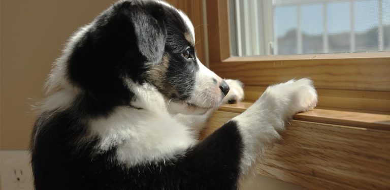 Puppy looking out window