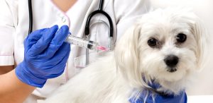 Dog getting a shot at the vet