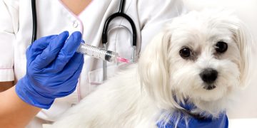 Dog getting a shot at the vet