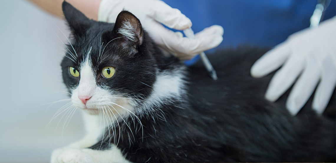 How to Take Care of a Cat 10 Important Tips for Feline Care