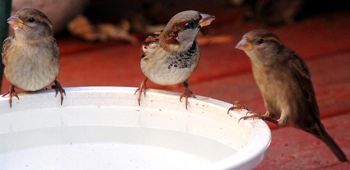 Birds sitting on edge of water dish