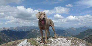 Weimaraner dog standing at top of mountain