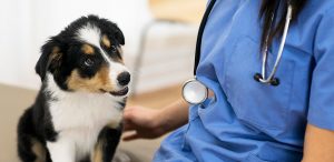 Puppy at the vet