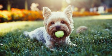 Yorkshire Terrier lying in grass with tennis ball in mouth.