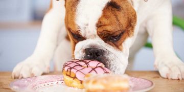 A dog eating a doughnut.