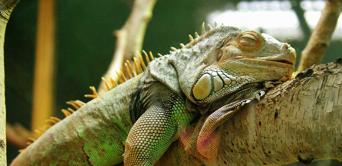 A lizard sleeping in its cage.