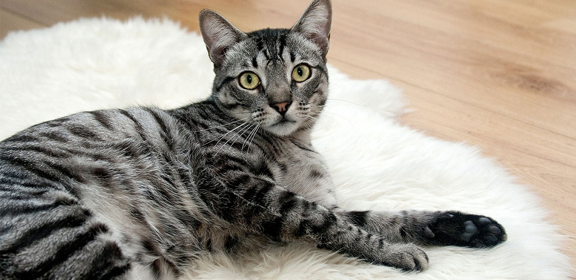 Cat lying on a rug