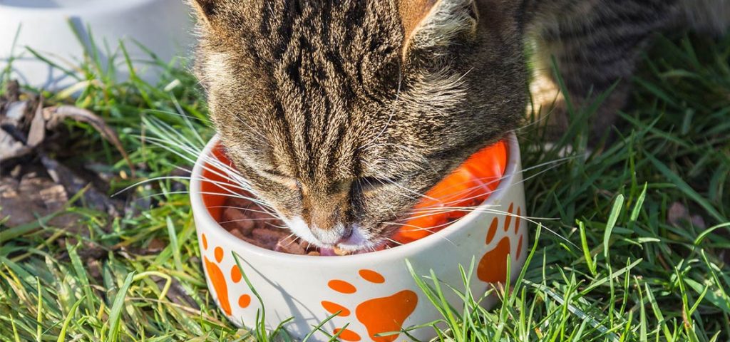 Cat eating out of a bowl