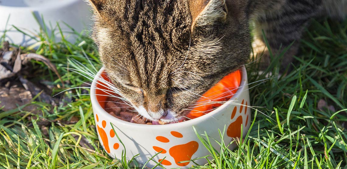 Cat eating out of a bowl