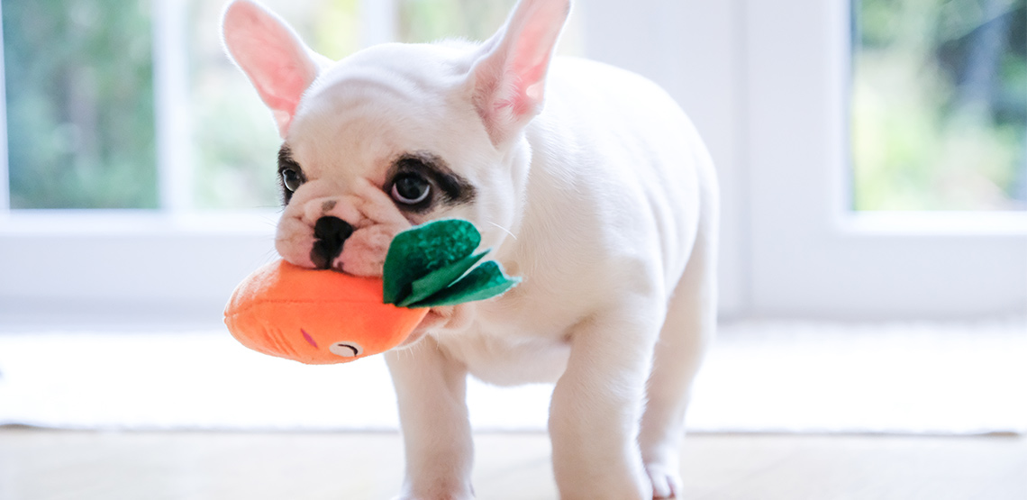 Dog with carrot stuffed toy in mouth