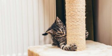 A kitten scratching a scratch post