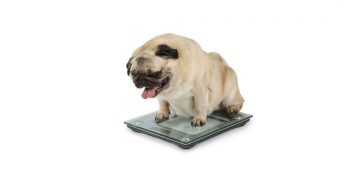 An obese dog being weighed on a scale.