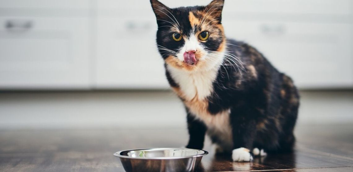 A cat licking their lips after finishing a meal.