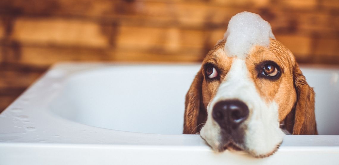 A dog getting a bath.