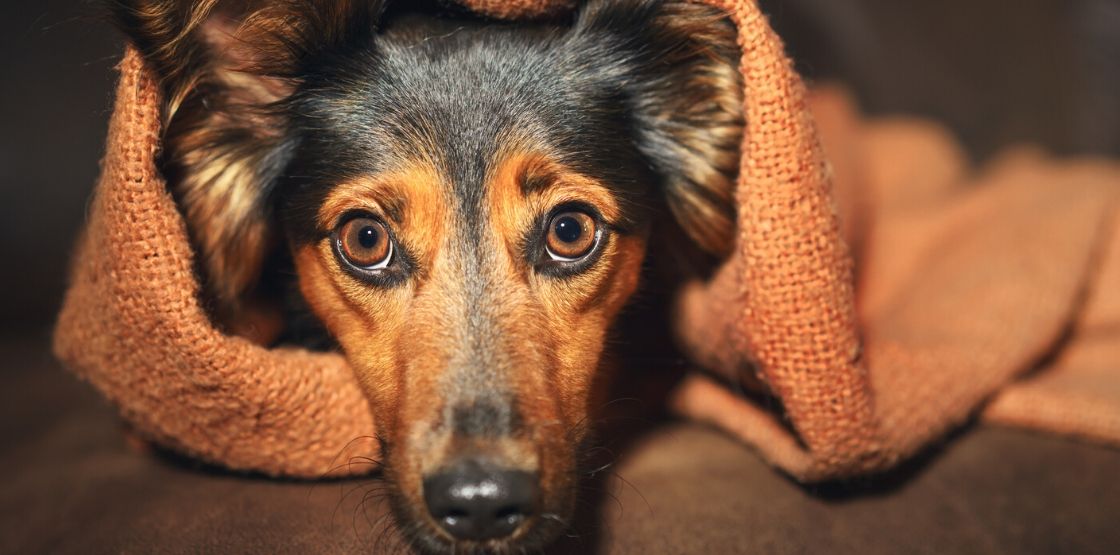 A dog hiding under a blanket during a storm.
