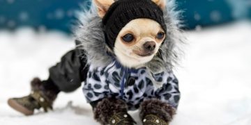 A dog wearing winter accessories.