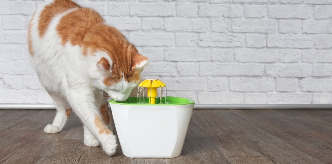 A cat drinking out of a flower fountain.