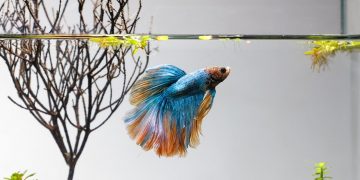 Betta fish are some of the easiest fish to take care of.
