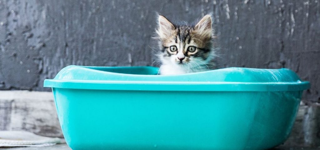 A cat using a litter box.