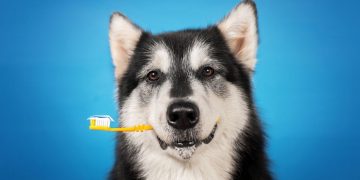 Brushing your dog's teeth is good for their overall health.