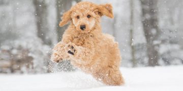 A dog playing in the snow.
