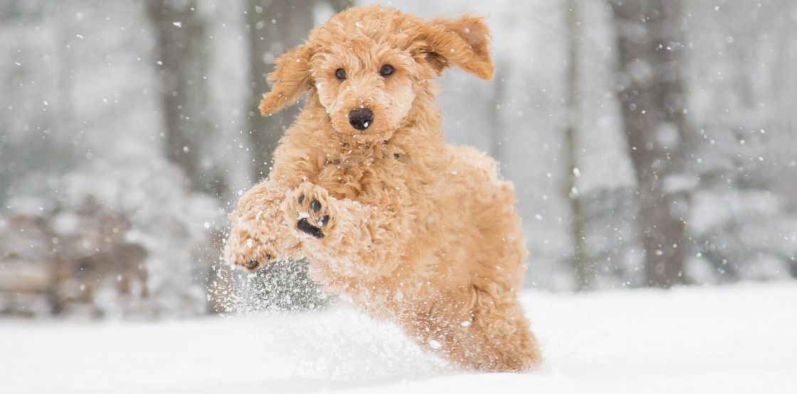 A dog playing in the snow.