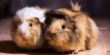 Two guinea pigs.