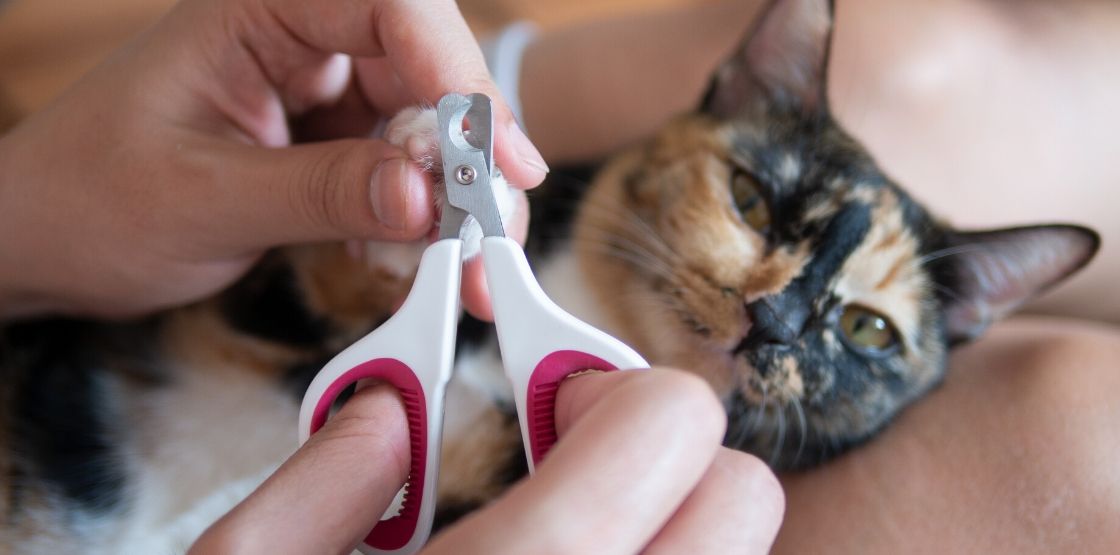 A cat getting their nails clipped.