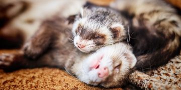 Two ferrets laying on eachother.
