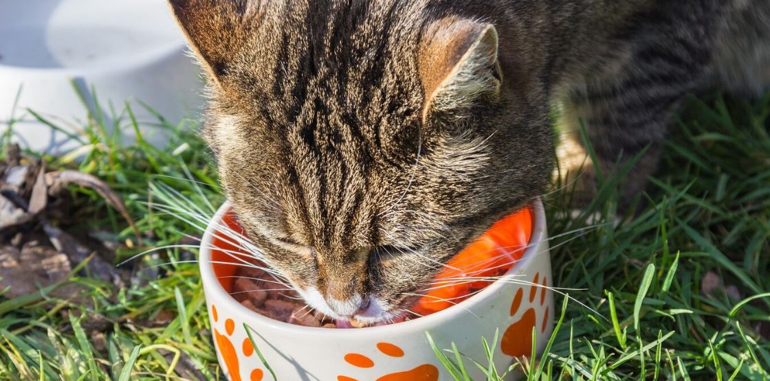Best Canned Cat Food What Brands Should You Feed Your Cat?