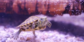 A turtle in an aquarium.