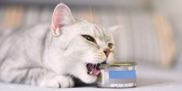 A cat knawing on a can of cat food.