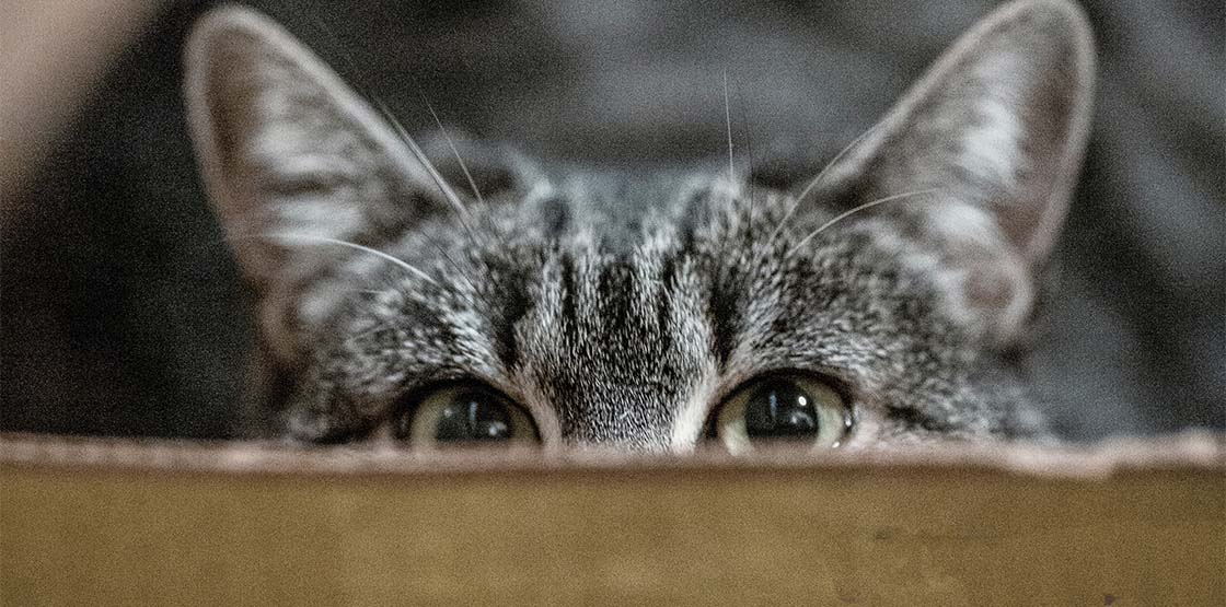 A cat hiding in a cardboard box.