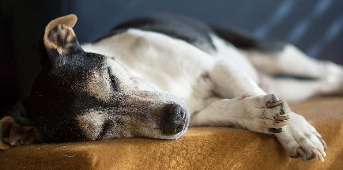 A brown, black and white dog sleeping.