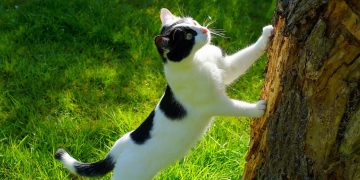 A black and white cat clawing at a tree.