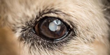 A dog with a cataract in their eye.
