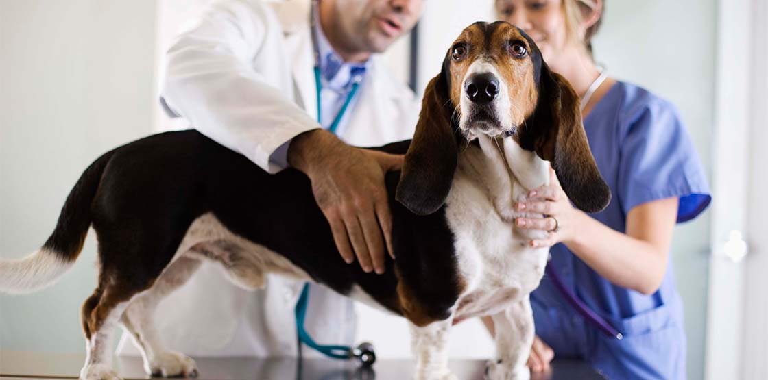 A dog having a checkup at the vet.