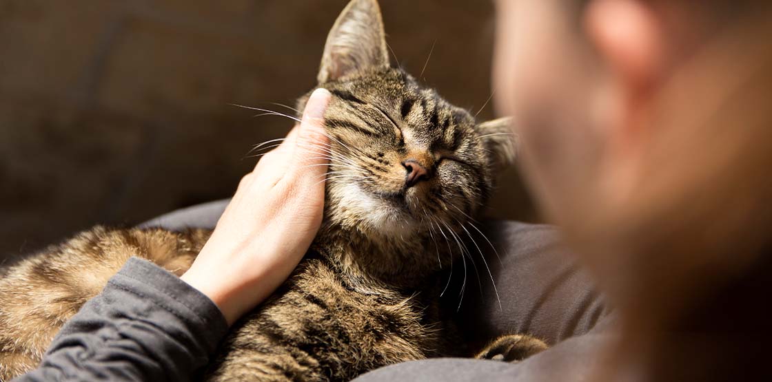 How to Foster a Cat Necessary Supplies and Shelter Communication