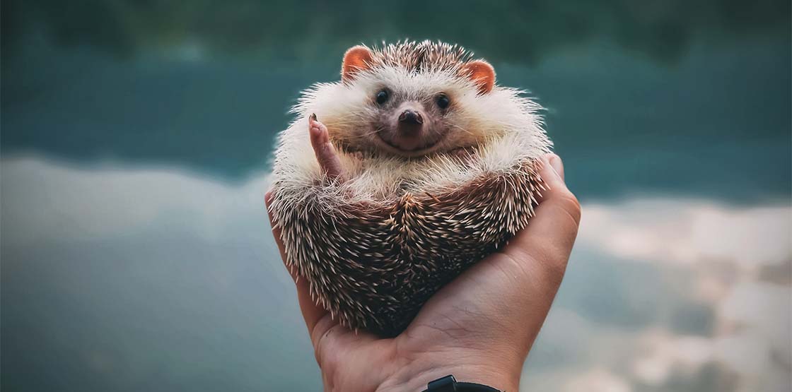 Someone holding a hedgehog in their hand.