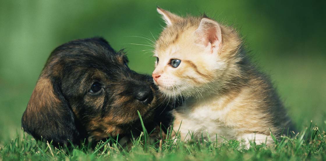 A puppy and a kitten laying in the grass.