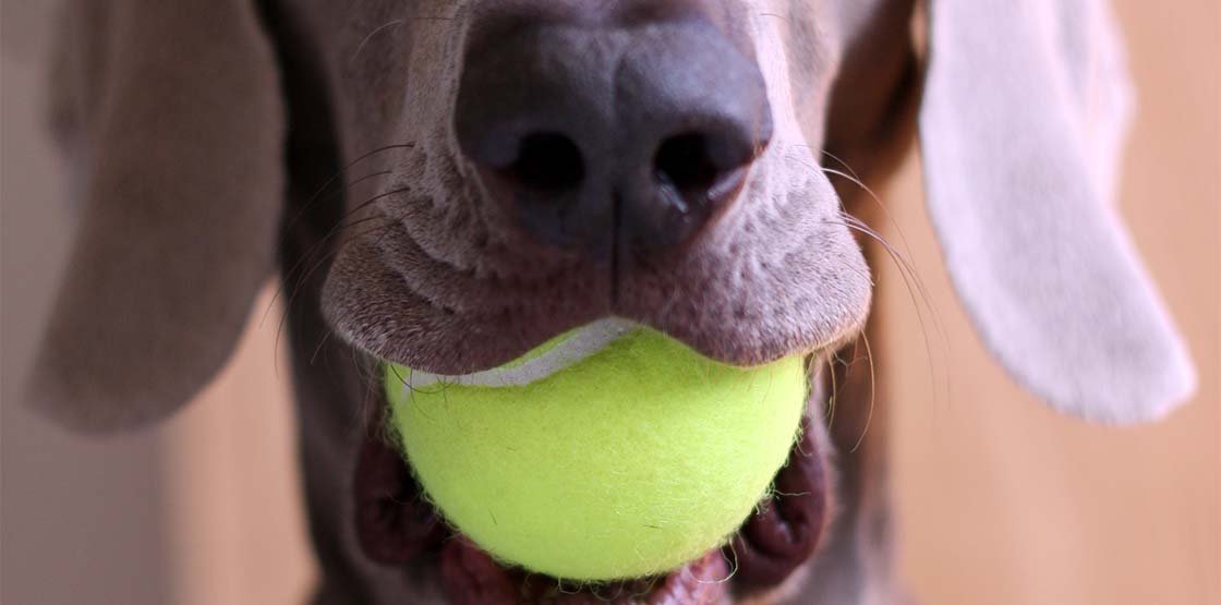 A dog holding a tennis ball in their mouth.