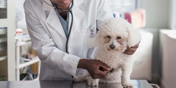 A vet listening to a white poodle's heart.