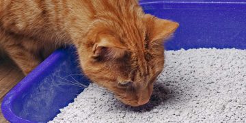 An orange cat sniffing their litter.
